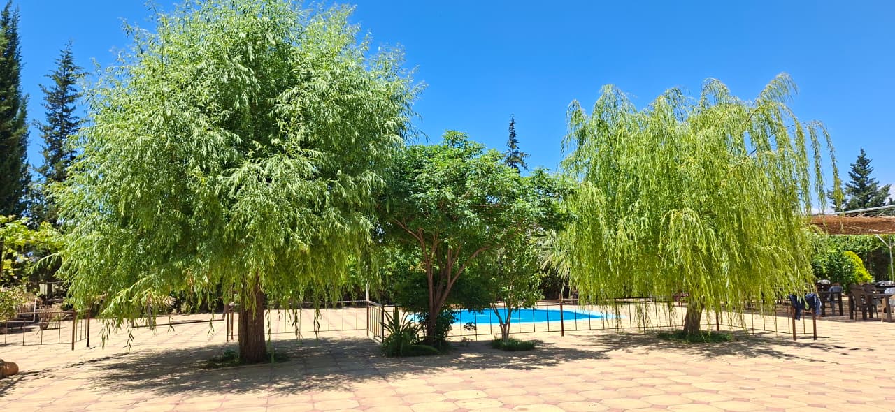 Willow trees surrounding the pool area